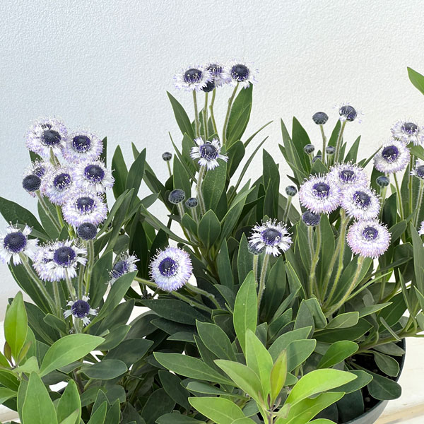 ルリカンザシ（瑠璃かんざし・グロブラリア）：ブルーアイ5鉢植え