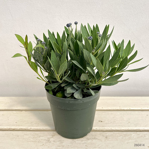 ルリカンザシ（瑠璃かんざし・グロブラリア）：ブルーアイ5鉢植え