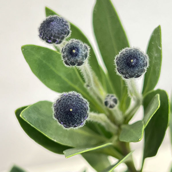 ルリカンザシ（瑠璃かんざし・グロブラリア）：ブルーアイ5鉢植え