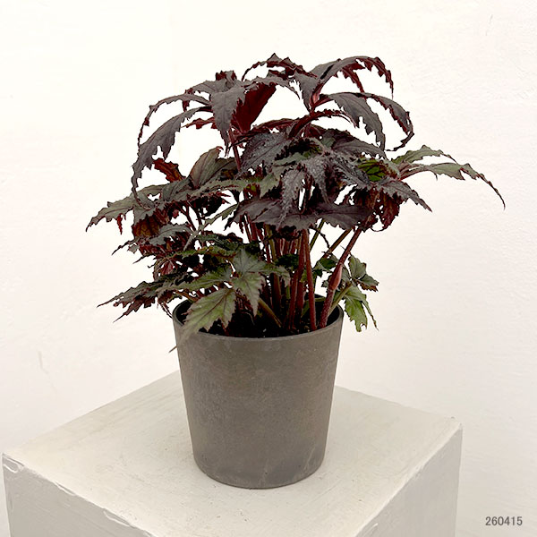 ベゴニア:35686(新品種) 4鉢植え