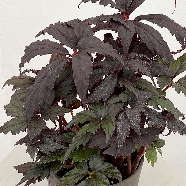 ベゴニア:35686(新品種) 4鉢植え
