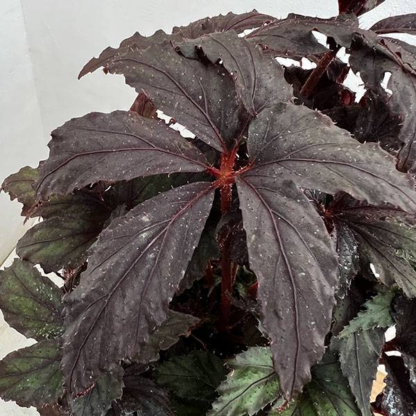 ベゴニア:35686(新品種) 4鉢植え