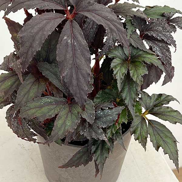 ベゴニア:35686(新品種) 4鉢植え