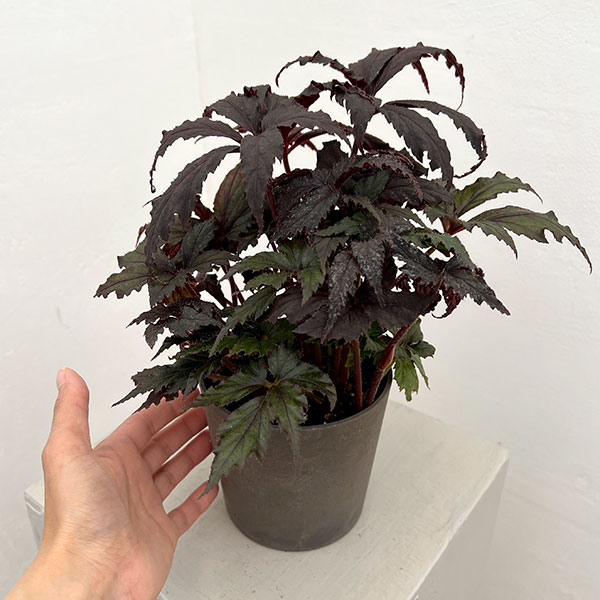 ベゴニア:35686(新品種) 4鉢植え