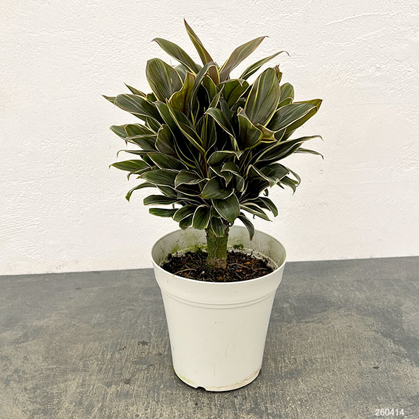 コルジリネ：コーヒーコンパクタ　5号鉢植え