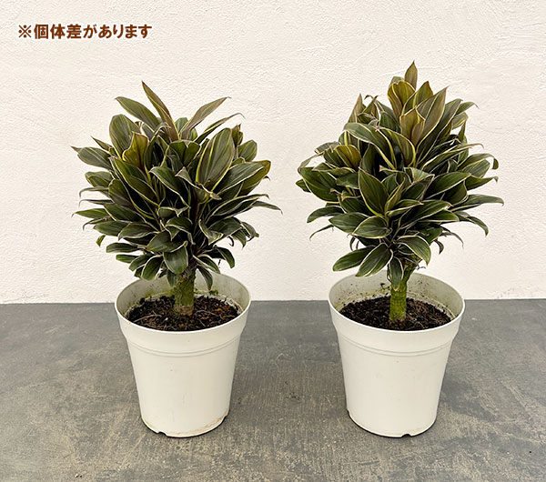 コルジリネ：コーヒーコンパクタ　5号鉢植え