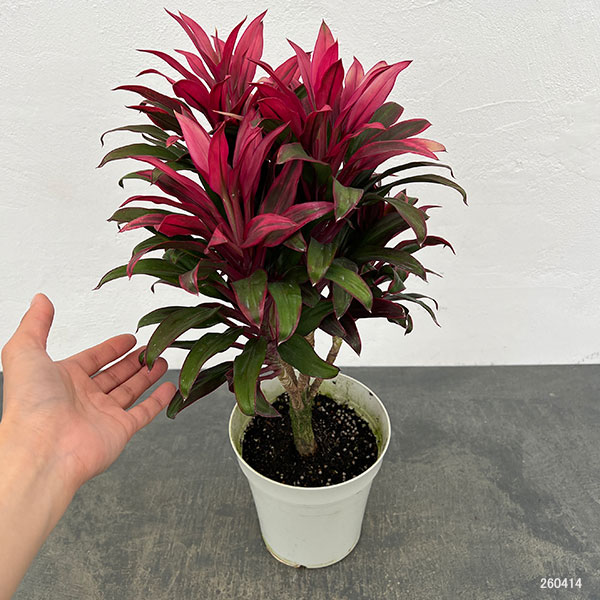 コルジリネ（コルディリネ）：レッドエッジ　5号鉢植え