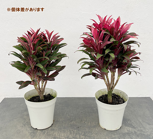 コルジリネ（コルディリネ）：レッドエッジ　5号鉢植え