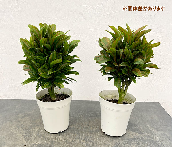 コルジリネ（コルディリネ）：ブランデーライム　5号鉢植え