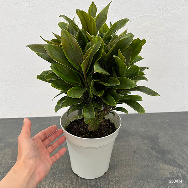 コルジリネ：グリーンコンパクタ　5号鉢植え