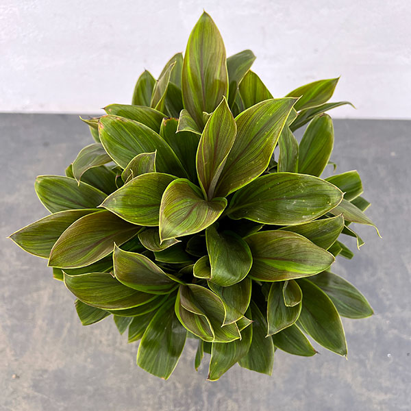 コルジリネ：グリーンコンパクタ　5号鉢植え