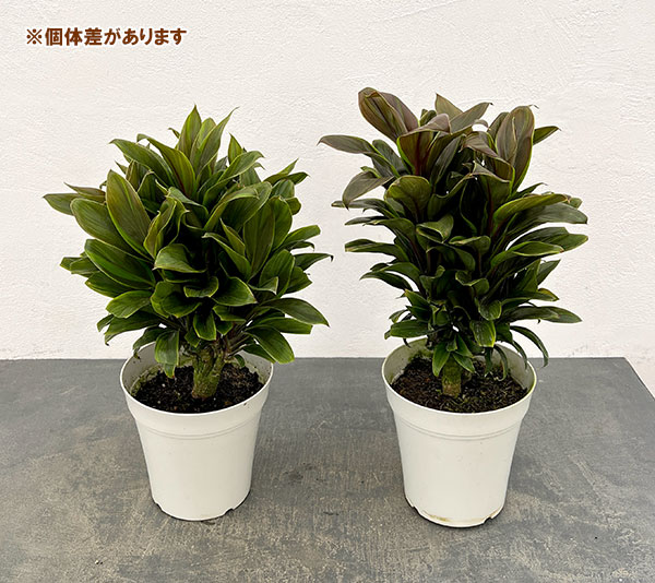 コルジリネ：グリーンコンパクタ　5号鉢植え