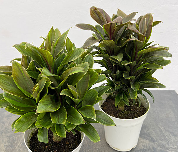 コルジリネ：グリーンコンパクタ　5号鉢植え