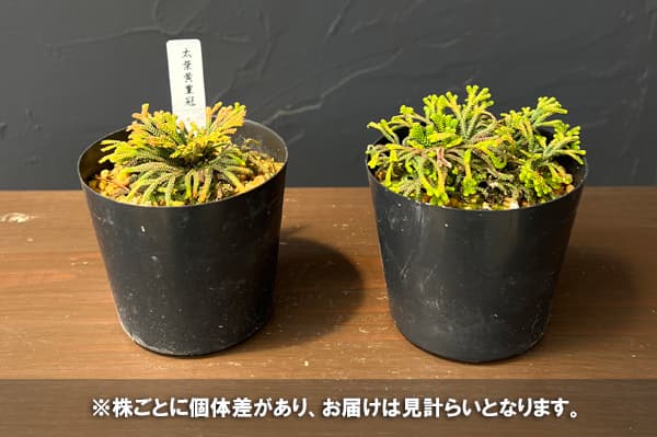 イワヒバ(イワマツ):太葉黄豊冠(フトバキホウカン)2.5号ポット