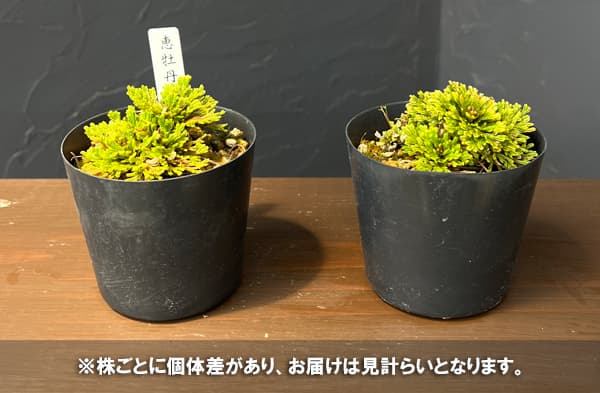 イワヒバ（イワマツ）：恵牡丹（メグミボタン）2.5号ポット