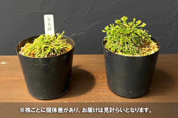 イワヒバ（イワマツ）：宝玉錦（ホウギョクニシキ）2.5号ポット
