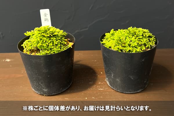 イワヒバ(イワマツ):金鶏(キンケイ)2.5号ポット