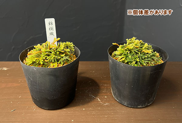 イワヒバ(イワマツ):錦襴織(キンランオリ)2.5号ポット