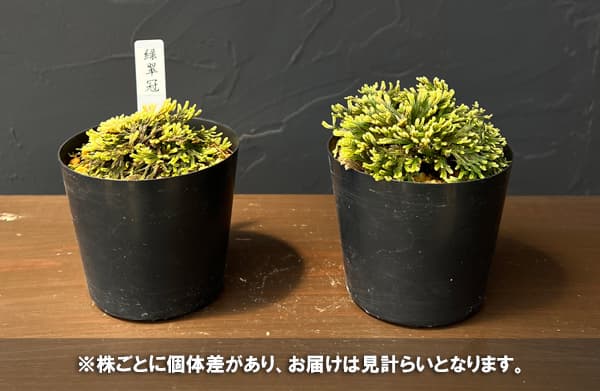 イワヒバ（イワマツ）：緑翠冠（リョクスイカン）2.5号ポット