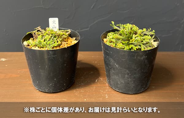 イワヒバ(イワマツ):火山(カザン)2.5号ポット