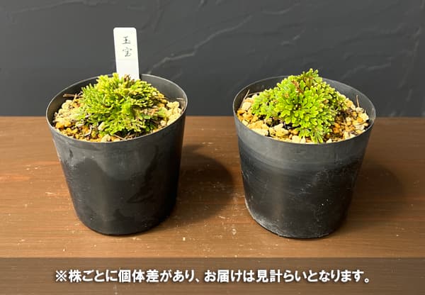 イワヒバ(イワマツ):宝玉(ホウギョク)2.5号ポット