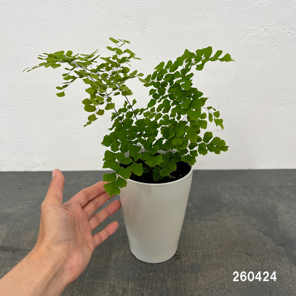 アジアンタム：スクータムロゼウム　4号鉢植え