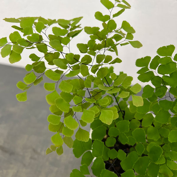 アジアンタム：スクータムロゼウム　4号鉢植え