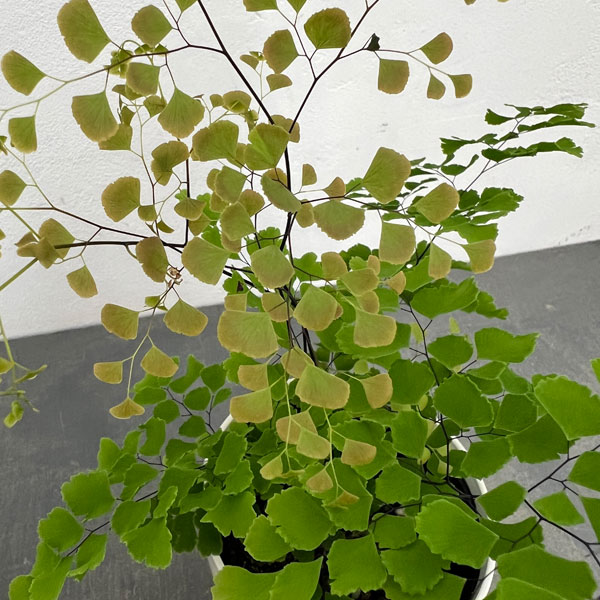 アジアンタム：スクータムロゼウム　4号鉢植え