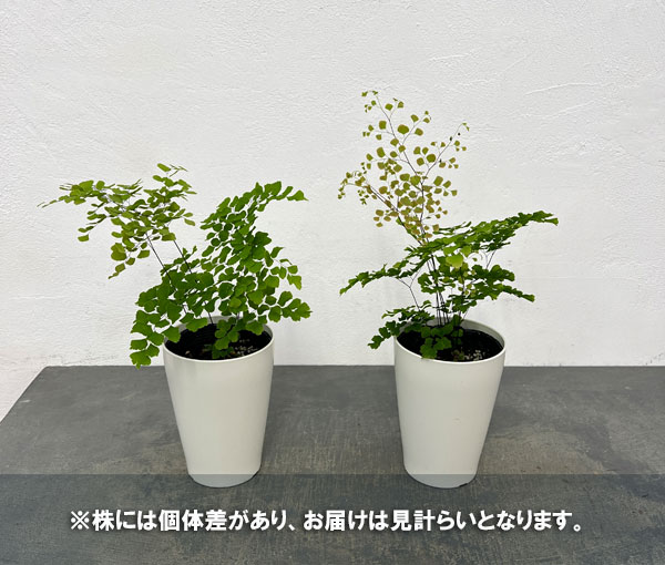 アジアンタム：スクータムロゼウム　4号鉢植え