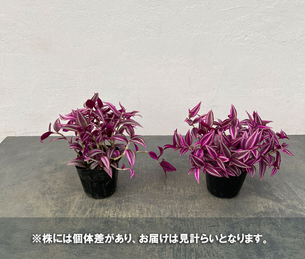 トラディスカンチア:ピンクパラダイス3.5号ポット