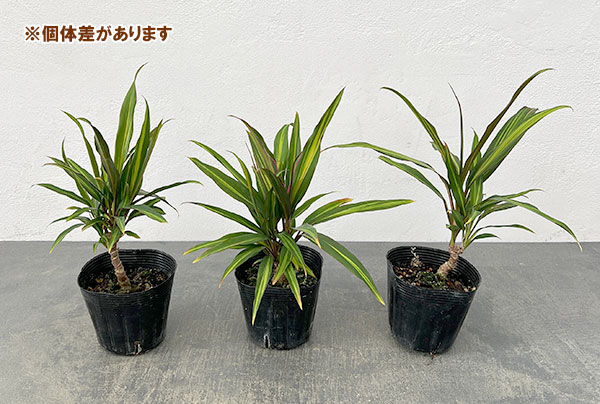 コルジリネ（コルディリネ）：キウイ　3.5号