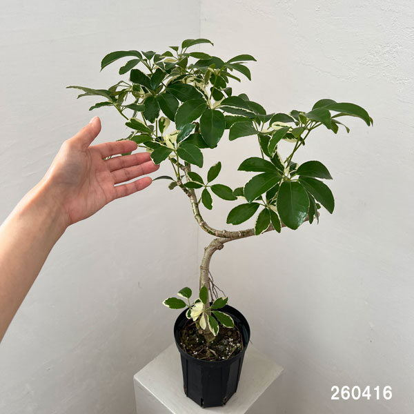 シェフレラ：ミルキー 曲げ仕立て　5号鉢植え