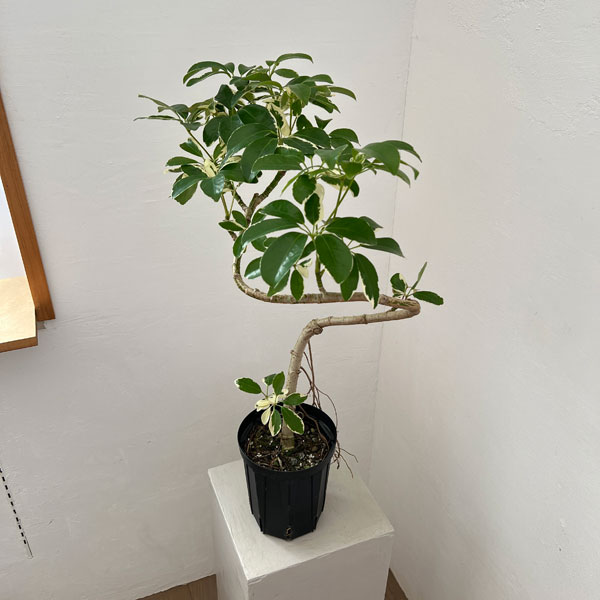シェフレラ：ミルキー 曲げ仕立て　5号鉢植え