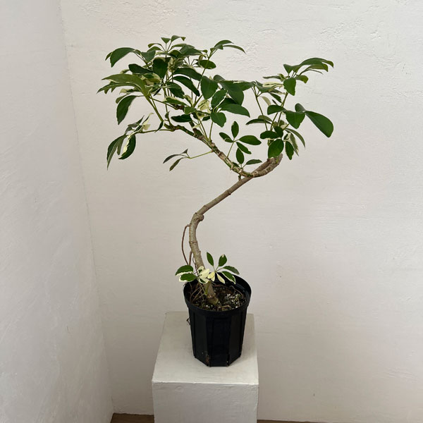 シェフレラ：ミルキー 曲げ仕立て　5号鉢植え