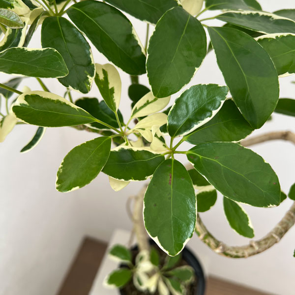 シェフレラ：ミルキー 曲げ仕立て　5号鉢植え