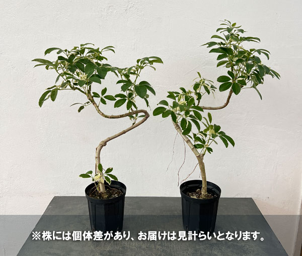 シェフレラ：ミルキー 曲げ仕立て　5号鉢植え