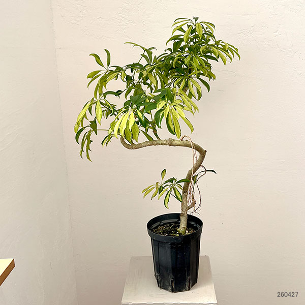 シェフレラ:アッシュフォリア 5号鉢植え