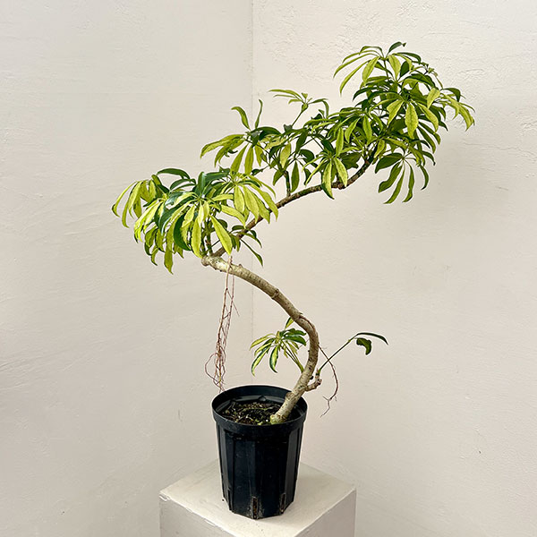 シェフレラ:アッシュフォリア 5号鉢植え