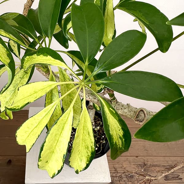 シェフレラ:アッシュフォリア 5号鉢植え