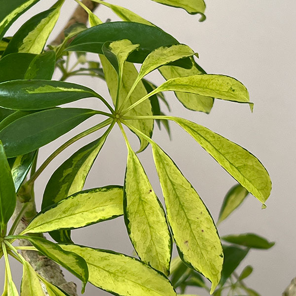 シェフレラ:アッシュフォリア 5号鉢植え