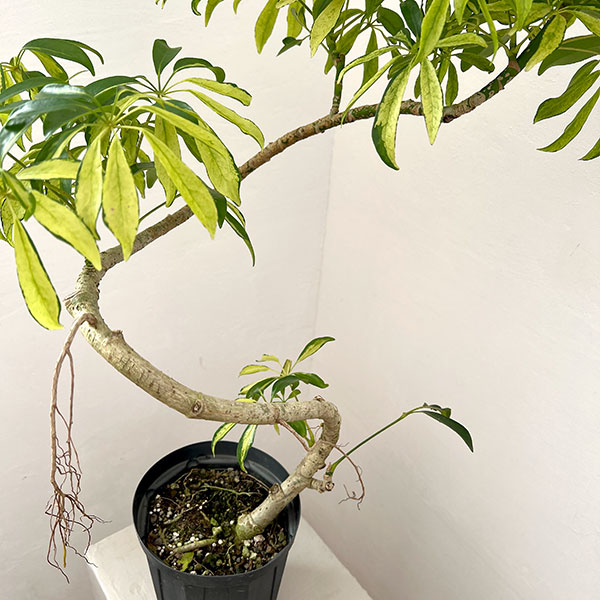 シェフレラ:アッシュフォリア 5号鉢植え