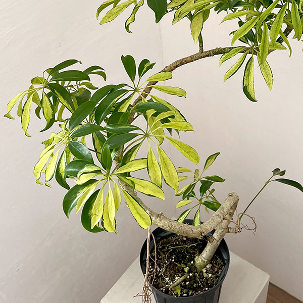 シェフレラ:アッシュフォリア 5号鉢植え