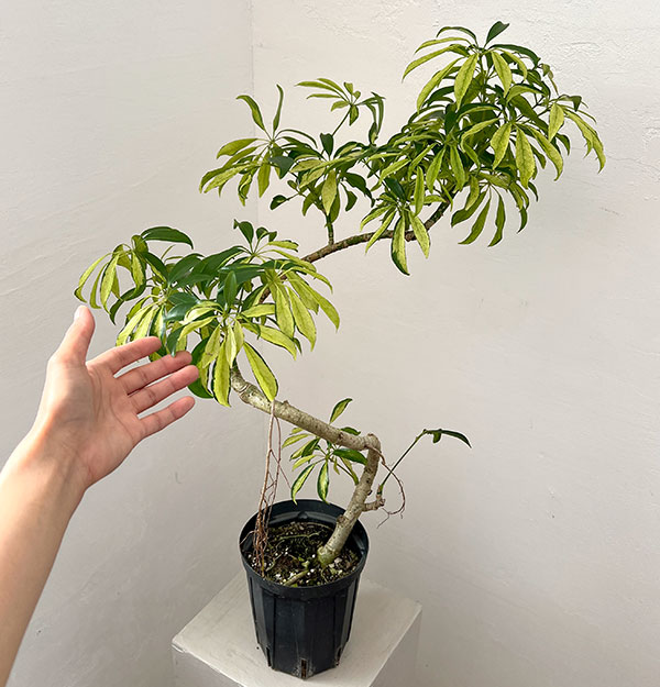 シェフレラ:アッシュフォリア 5号鉢植え