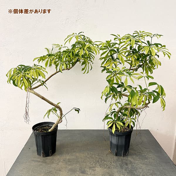 シェフレラ:アッシュフォリア 5号鉢植え