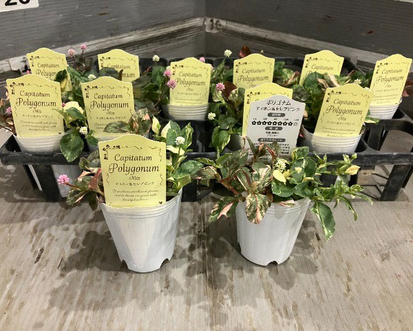 ポリゴナム：ティフォンとセレブの2色植え2.5号ポット
