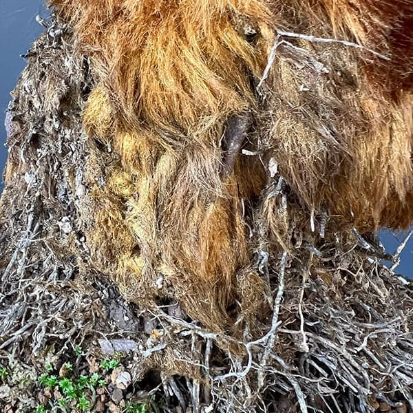 タカワラビ:キンモウコウ(ゴールデンチャウチャウ) 6号鉢植え26-01