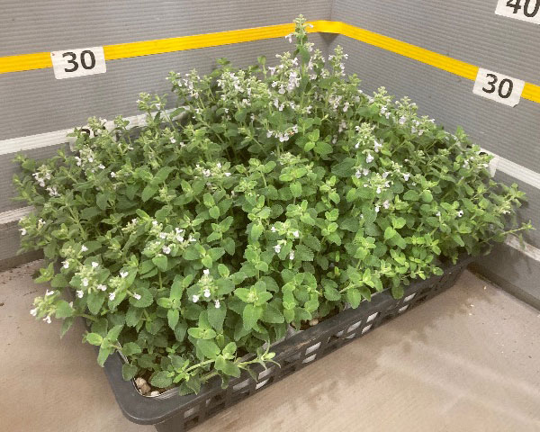 キャットミント：ホワイト3.5号ポット