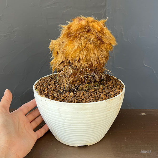 タカワラビ:キンモウコウ(ゴールデンチャウチャウ) 6号鉢植え26-02