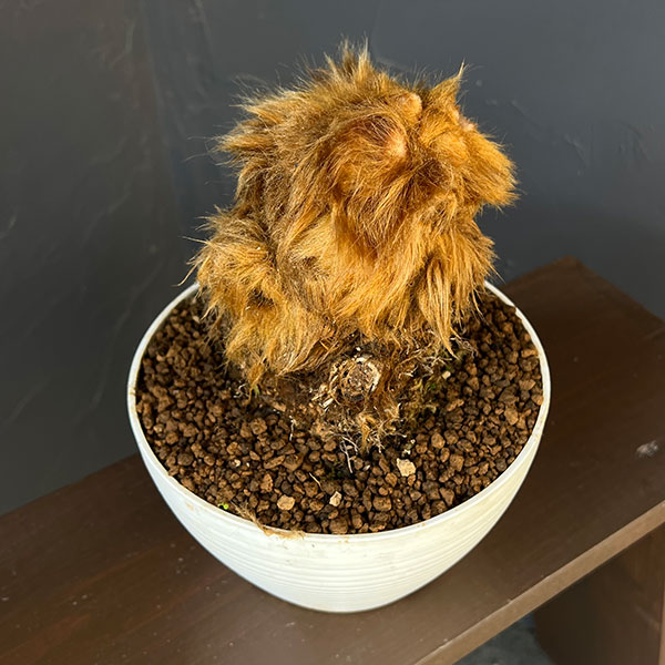 タカワラビ:キンモウコウ(ゴールデンチャウチャウ) 6号鉢植え26-02