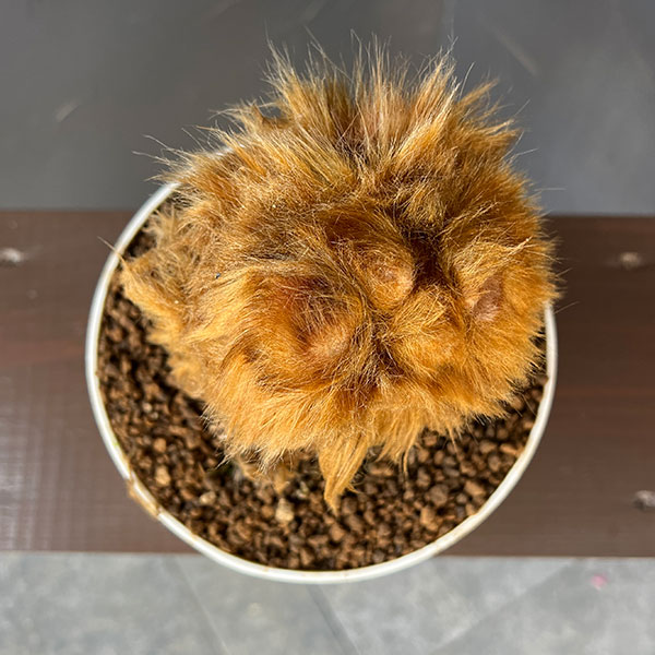 タカワラビ:キンモウコウ(ゴールデンチャウチャウ) 6号鉢植え26-02